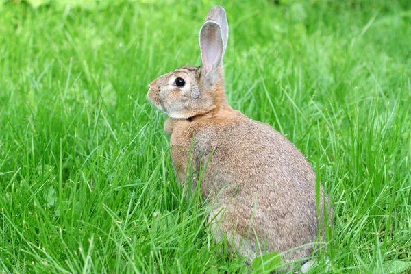 Rabbit — Stock Photo, Image