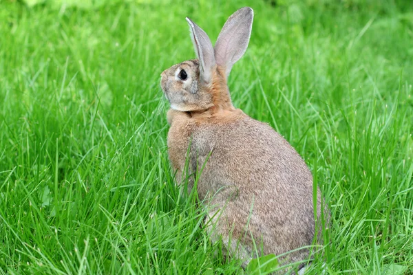 兔子在绿色草地上. — 图库照片