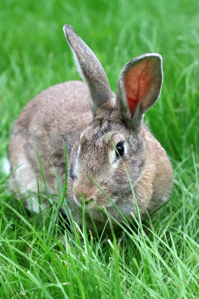 兔子在草地上. — 图库照片