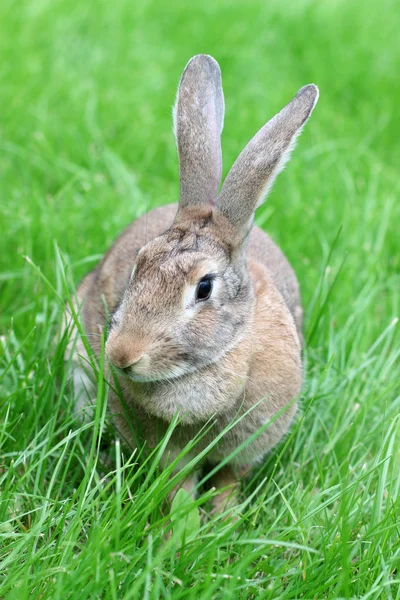 Bruin konijn. — Stockfoto