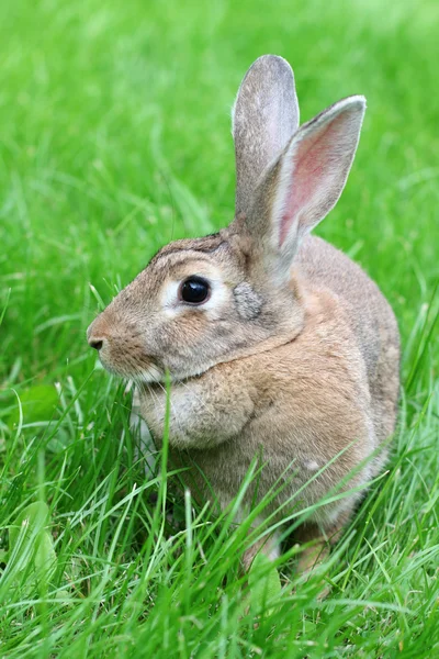 Conejo en una hierba . —  Fotos de Stock