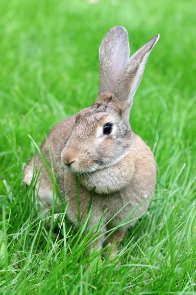 Conejo en una hierba verde . —  Fotos de Stock