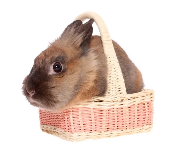 Piccolo coniglio in un cesto . — Foto Stock