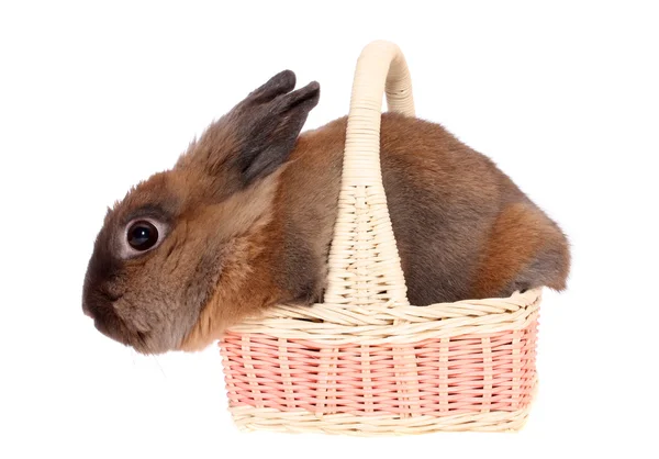 Piccolo coniglio nel cestino . — Foto Stock