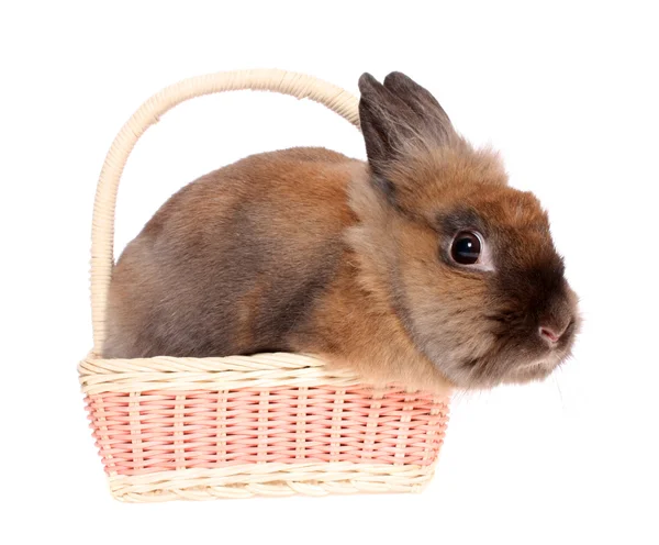 Pequeño conejo en una cesta . — Foto de Stock