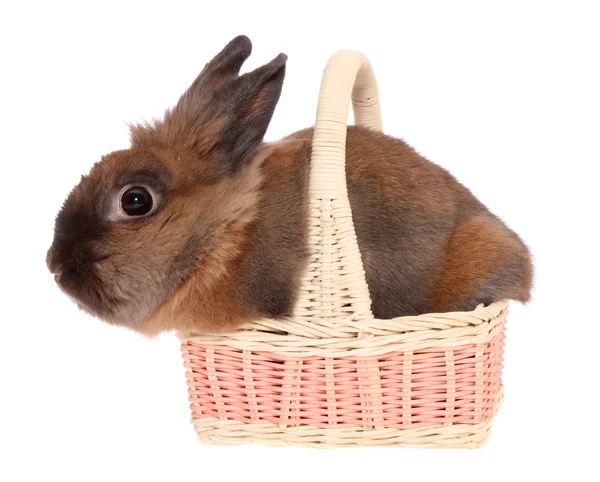 Piccolo coniglio in un cesto, isolato . — Foto Stock