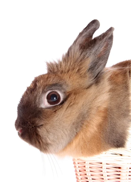 Piccolo coniglio in un cesto . — Foto Stock