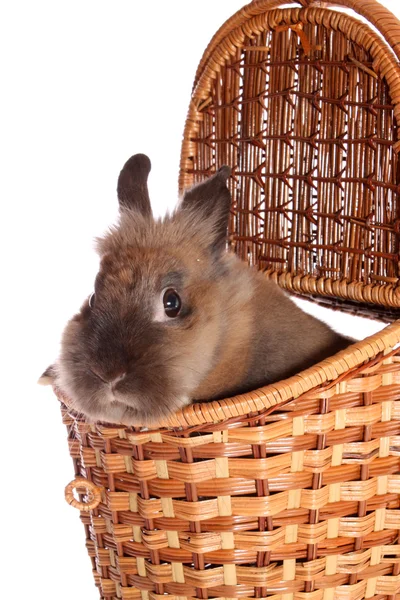 Маленький кролик в корзине, изолированный . — стоковое фото