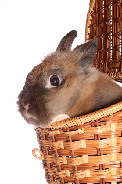 Mały królik w koszyku. — Zdjęcie stockowe