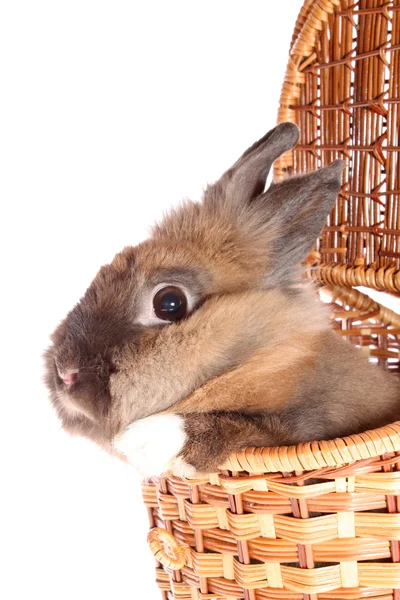 Malý králík v košíku. — Stock fotografie