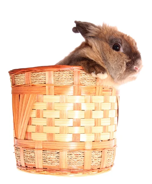 Malý králík v koši, izolované. — Stock fotografie