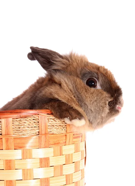 Кролик в корзине, изолирован . — стоковое фото