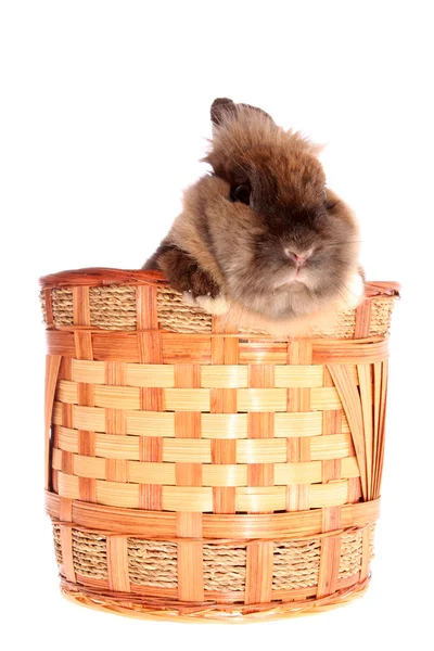 Kleine konijn in mand. — Stockfoto
