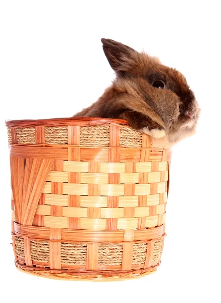 Conejo en cesta . — Foto de Stock