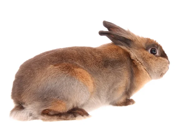 Conejo pequeño . — Foto de Stock