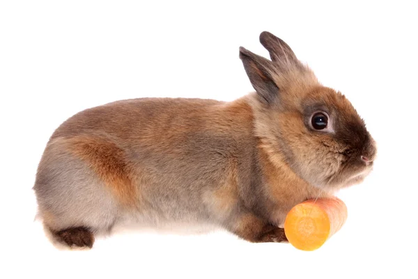 Rabbit with a carrots. — Stock Photo, Image