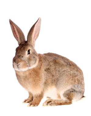 Brown rabbit, isolated. clipart