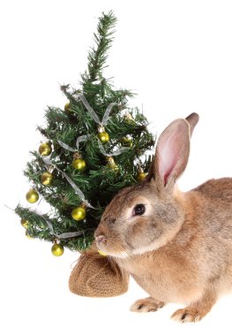 konijn met een bont-tree, geïsoleerd.