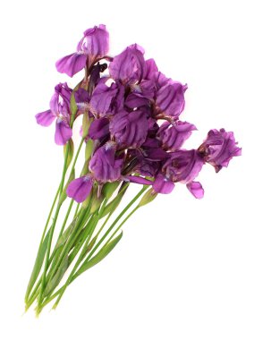 Flowers, isolated. clipart