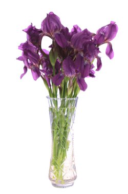 Irises in a vase, isolated. clipart