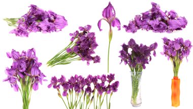 Set flowers irises,isolated. clipart