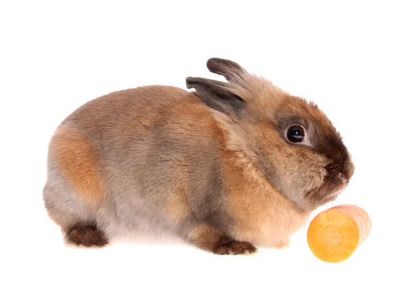Кролик с морковкой . — стоковое фото