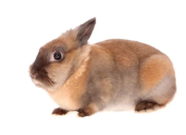Кролик . — стокове фото