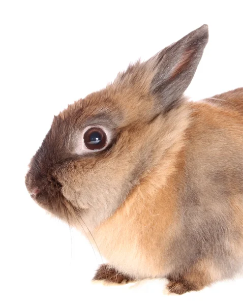Beyaz tavşan — Stok fotoğraf