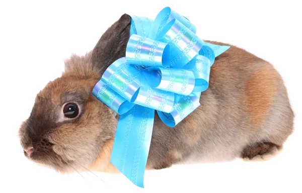 Small rabbit with a bow. — Stock Photo, Image