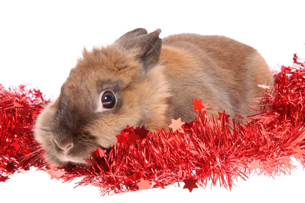 Rabbit with tinsel , isolated. — Stock Photo, Image
