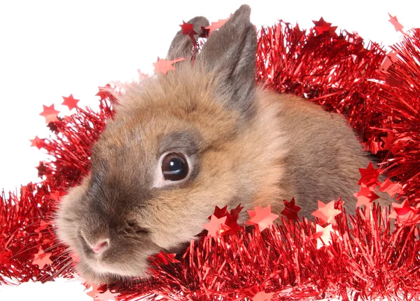 Piccolo coniglio con fili di lame . — Foto Stock