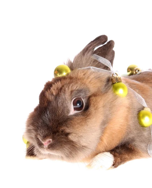 Kleine konijn met garland. — Stockfoto