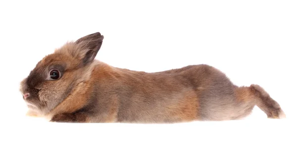 Conejo pequeño, aislado . — Foto de Stock