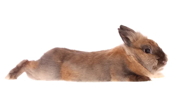 Piccolo coniglio . — Foto Stock