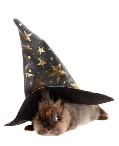 Kleine konijn in een magische cap. — Stockfoto