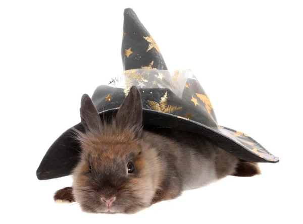Kleines Kaninchen in einer magischen Mütze. — Stockfoto