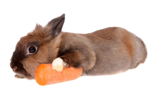 Bir havuç ile küçük tavşan. — Stok fotoğraf
