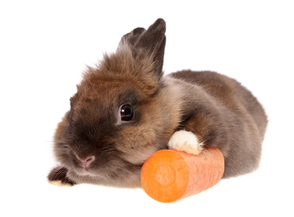 Bir havuç ile küçük tavşan. — Stok fotoğraf