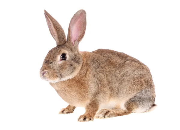 Braunes Kaninchen, isoliert — Stockfoto