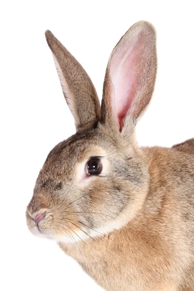 Tavşan, izole. — Stok fotoğraf