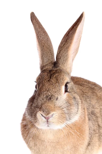 Conejo marrón . —  Fotos de Stock