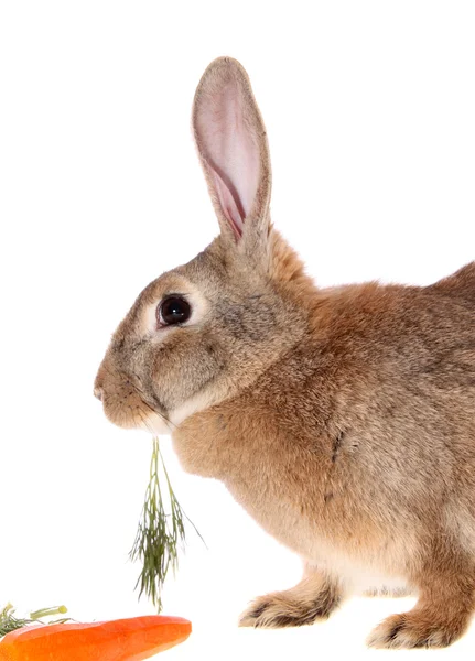Rabbit with meal , isolated. — Stock Photo, Image