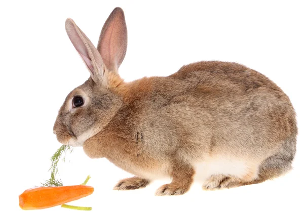 Kanin med måltid - Stock-foto