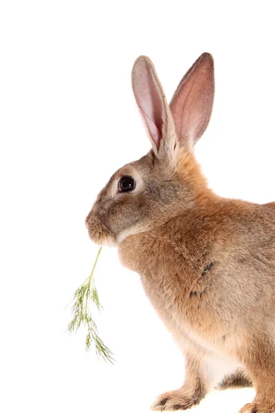 Rabbit with meal — Stock Photo, Image