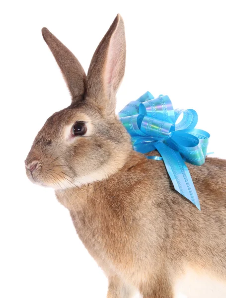 Rabbit about a bow — Stock Photo, Image