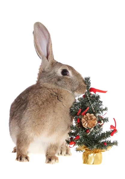 Rabbit with a fur-tree — Stock Photo, Image