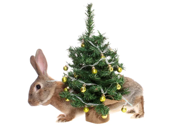 Rabbit with a fur-tree. — Stock Photo, Image