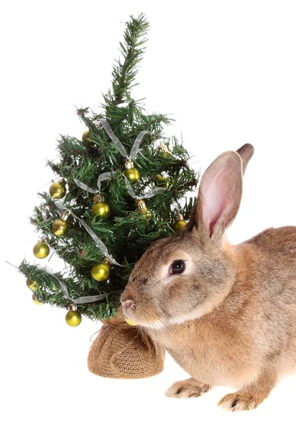 Rabbit with a fur-tree, isolated. — Stock Photo, Image