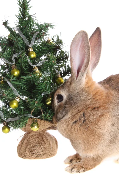 Кролик с меховым деревом . — стоковое фото