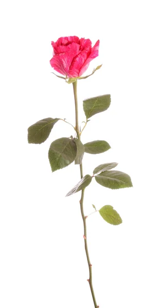 Rose from a strip. — Stock Photo, Image